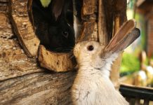 Zelf een konijnenhok bouwen, hoe doe je dat? konijnenhok