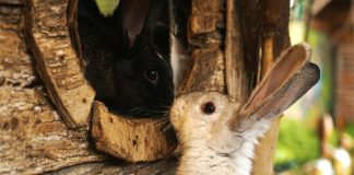 Zelf een konijnenhok bouwen, hoe doe je dat? konijnenhok