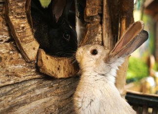 Zelf een konijnenhok bouwen, hoe doe je dat? konijnenhok