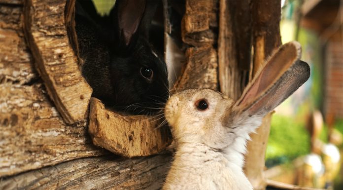 Zelf een konijnenhok bouwen, hoe doe je dat? konijnenhok