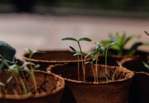 Een moestuin, welke soorten kunnen erin? moestuin