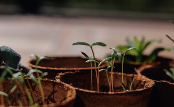 Een moestuin, welke soorten kunnen erin? moestuin
