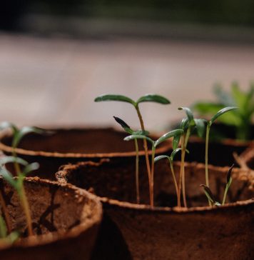 Een moestuin, welke soorten kunnen erin? moestuin