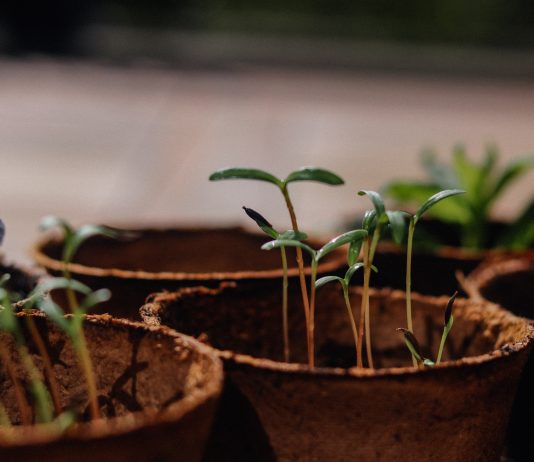 Een moestuin, welke soorten kunnen erin? moestuin