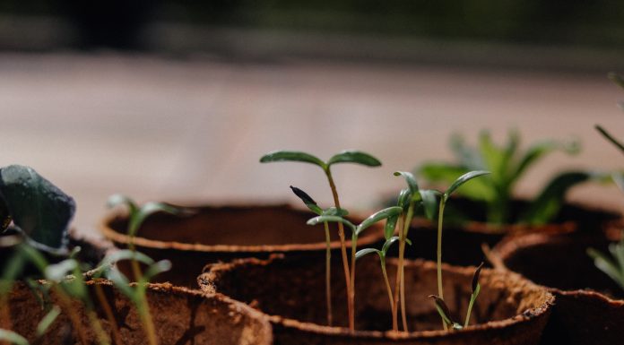 Een moestuin, welke soorten kunnen erin? moestuin
