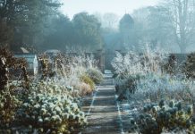 Met deze tips is jouw tuin winterproof! tuin