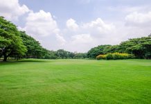 Een gezonde gazon deze zomer! gezond gazon