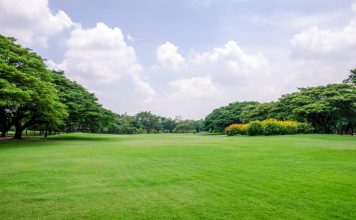 Een gezonde gazon deze zomer! gezond gazon