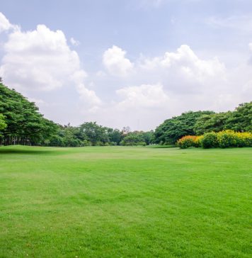 Een gezonde gazon deze zomer! gezond gazon