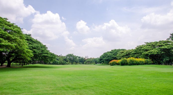Een gezonde gazon deze zomer! gezond gazon