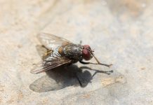 Overlast door vliegen in huis: wat te doen? vliegen in huis