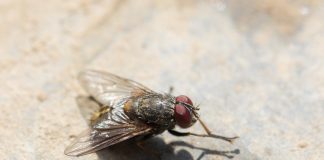 Overlast door vliegen in huis: wat te doen? vliegen in huis