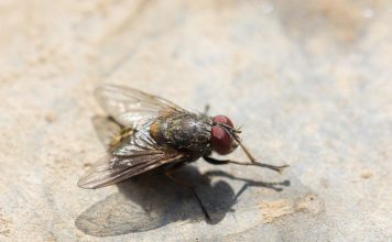 Overlast door vliegen in huis: wat te doen? vliegen in huis