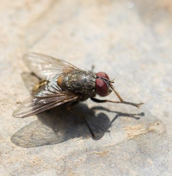 Overlast door vliegen in huis: wat te doen? vliegen in huis