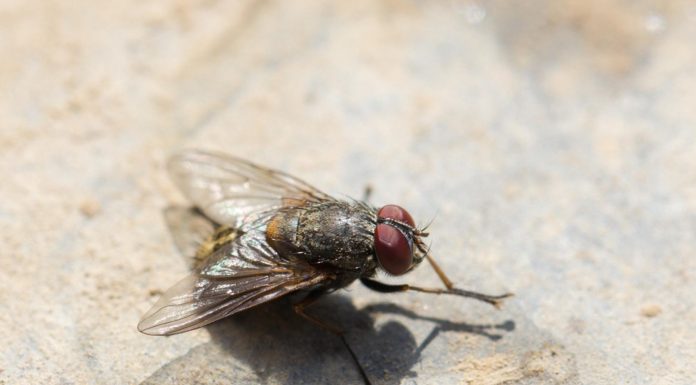 Overlast door vliegen in huis: wat te doen? vliegen in huis