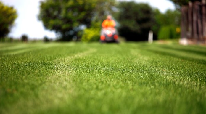 Zo onderhoud je je gazon het hele jaar door gazon onderhoud